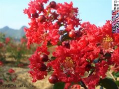 2022年紫薇樹價格_市場報價