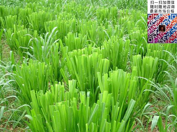 十大高產牧草皇竹草圖片