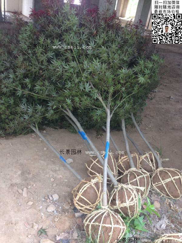 紅楓基地實(shí)拍圖片