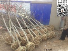 常用規格的白玉蘭樹多少錢？