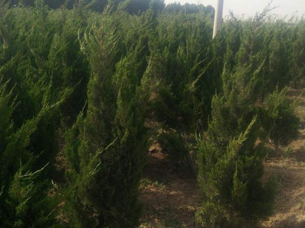 龍柏基地直銷小龍柏、龍柏球