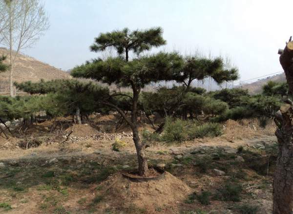 造型黑松樹哪里便宜？哪家的質量好？