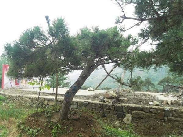 造型黑松樹哪里便宜？哪家的質量好？