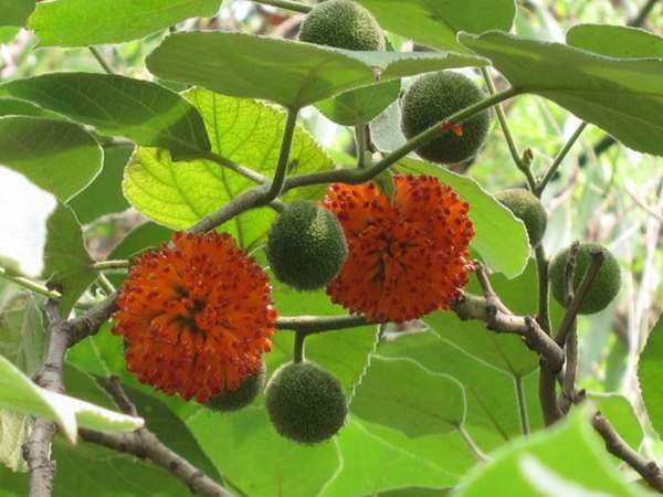 構樹的果實能吃嗎？