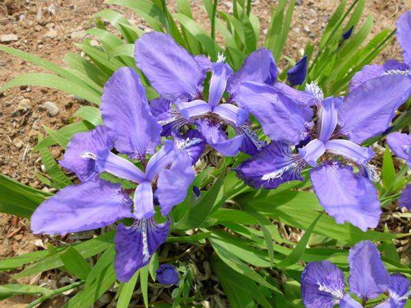 馬蘭花基地實拍圖片