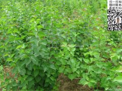 去那里購買丁香苗最實惠？