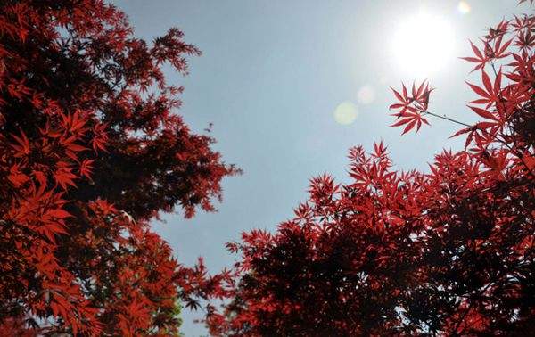 紅楓的三大用途，你知道哪個？！