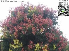 今年欒樹價(jià)格多少錢一棵？6公分8公分10公分的規(guī)