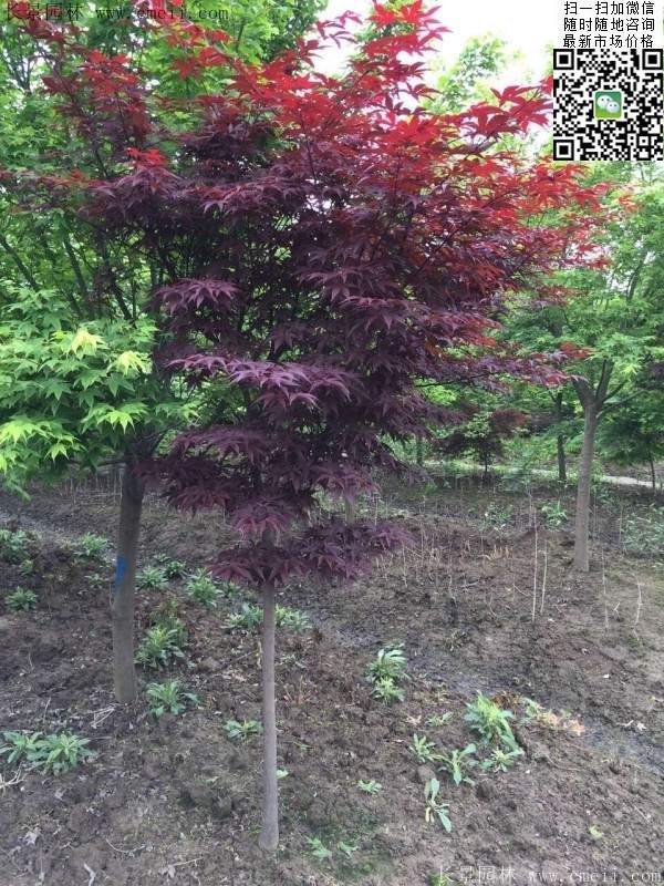 1.2、1.5、1.8米的紅楓樹
