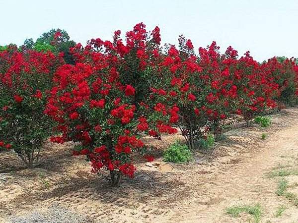 專家告訴你，市場上紫薇花樹價格是多少？