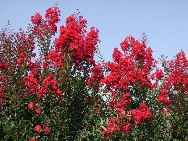 專家告訴你，市場上紫薇花樹價格是多少？