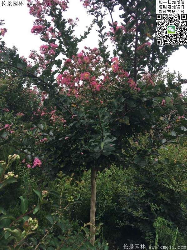 專家告訴你，市場上紫薇花樹價格是多少？
