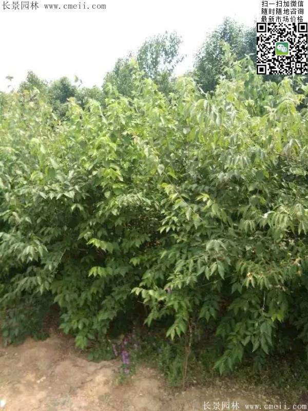 金銀木只要看一眼就迷上了，不信你就看看