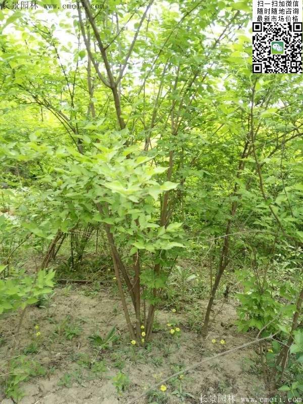 金銀木只要看一眼就迷上了，不信你就看看