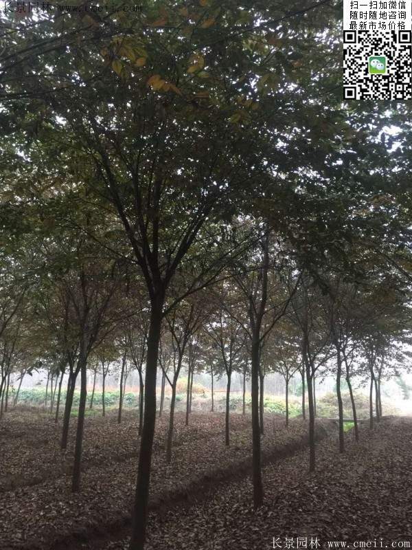 沭陽櫸樹 沭陽櫸樹