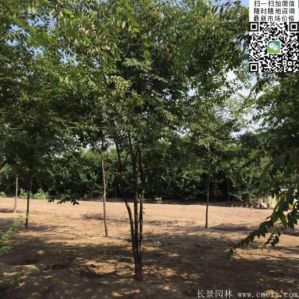 沭陽櫸樹 沭陽櫸樹