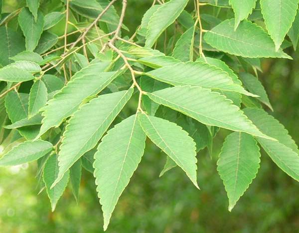 櫸樹葉子 櫸樹葉子