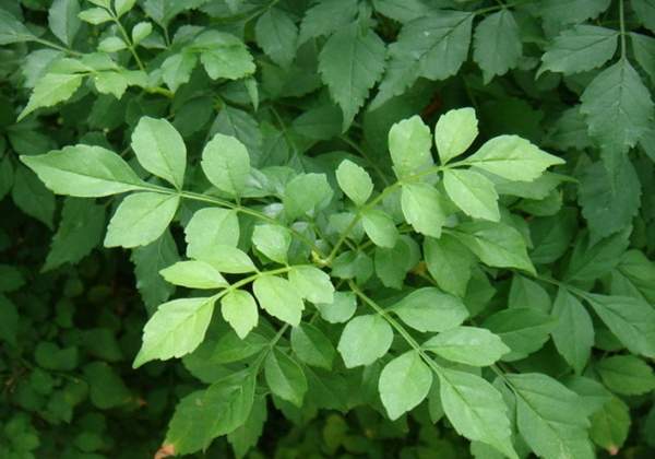 中國凌霄花的葉片