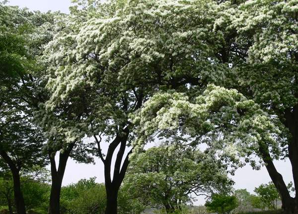 沭陽流蘇樹的價格