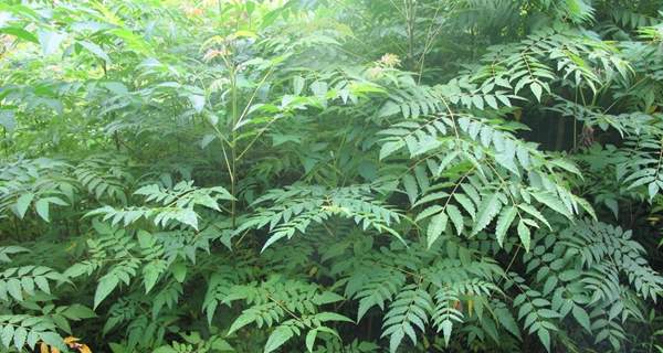 沭陽(yáng)欒樹(shù)基地