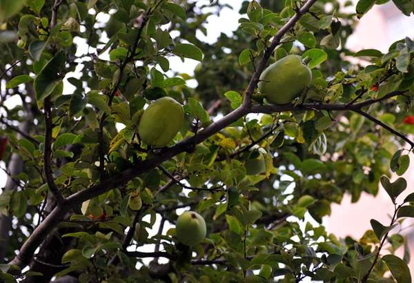 沭陽(yáng)木瓜樹(shù)