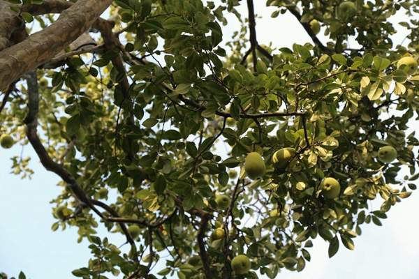 木瓜樹價(jià)值