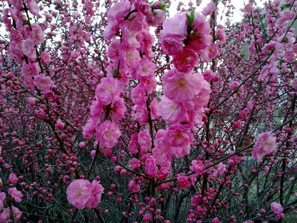 沭陽榆葉梅規格