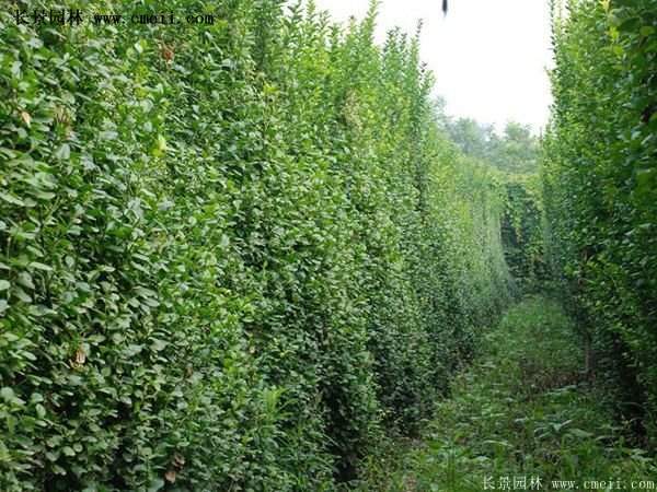 扶芳藤專(zhuān)賣(mài)