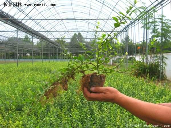 扶芳藤專(zhuān)賣(mài)