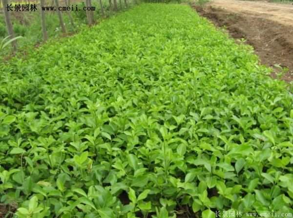 扶芳藤專(zhuān)賣(mài)