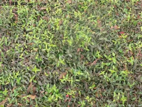 扶芳藤專(zhuān)賣(mài)