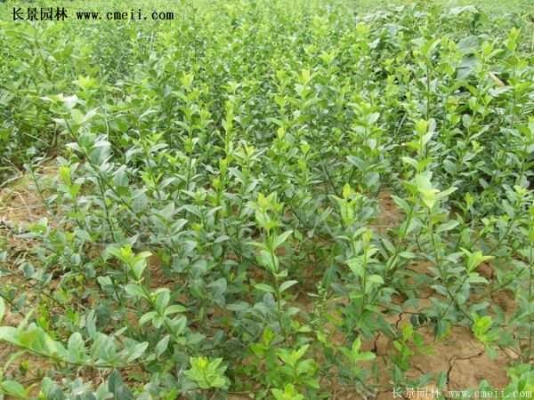 扶芳藤專(zhuān)賣(mài)