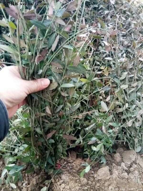 扶芳藤專(zhuān)賣(mài)