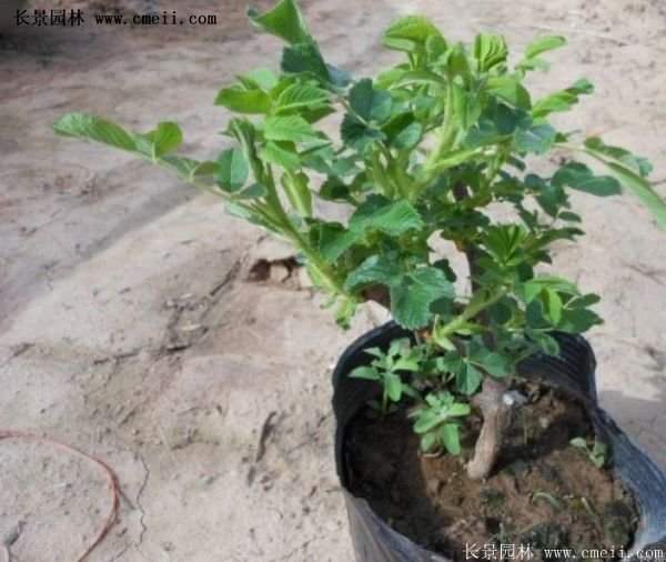 低價銷售優(yōu)質玫瑰苗