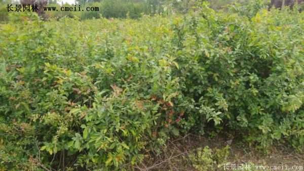 紅王子錦帶規(guī)格