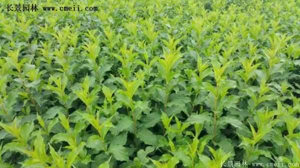 沭陽紅王子錦帶苗