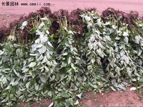 沭陽(yáng)特價(jià)紅瑞木苗