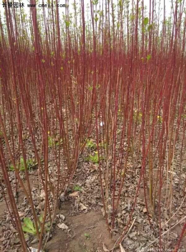 沭陽(yáng)特價(jià)紅瑞木苗