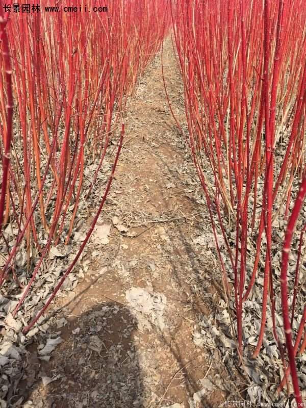 沭陽(yáng)特價(jià)紅瑞木苗