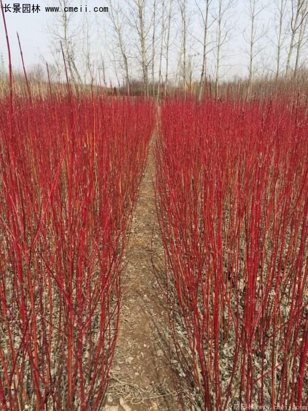 沭陽紅瑞木價格