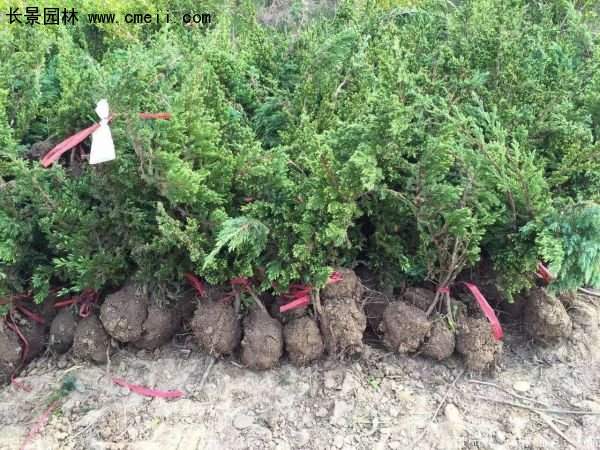 沭陽(yáng)地柏苗