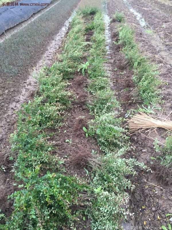 沭陽火棘苗、火棘球