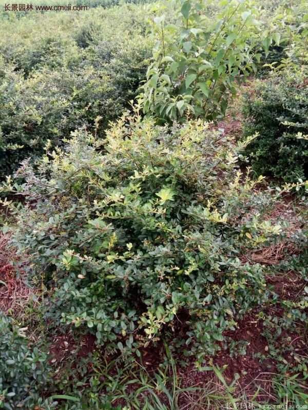 沭陽火棘苗、火棘球