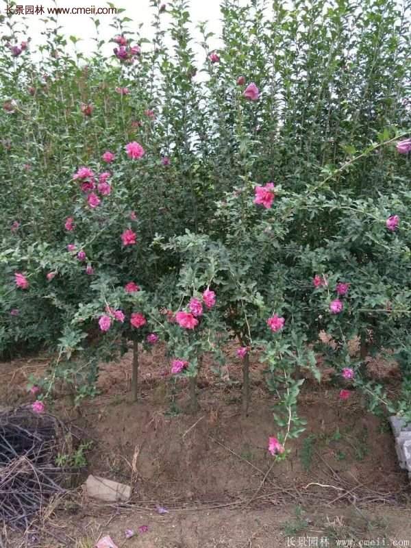 優質木槿花樹苗