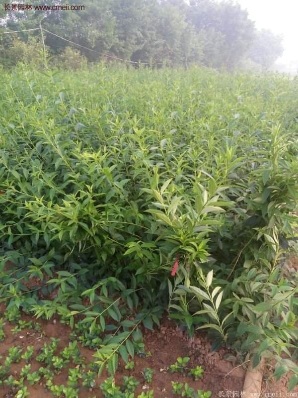 沭陽連翹價(jià)格