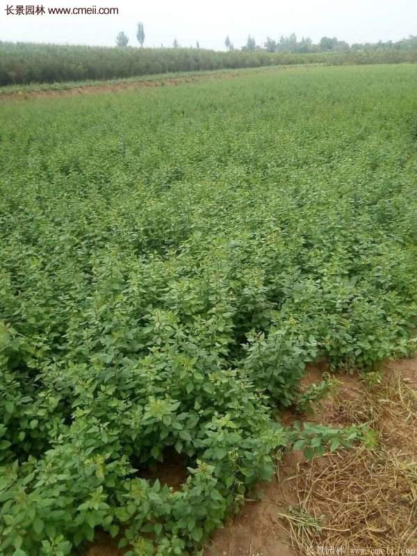 沭陽連翹價(jià)格