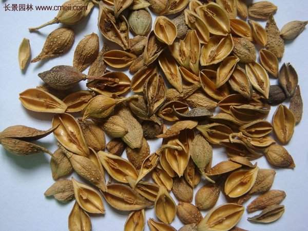 沭陽的連翹市場(chǎng)