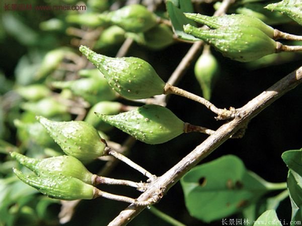 沭陽的連翹市場(chǎng)