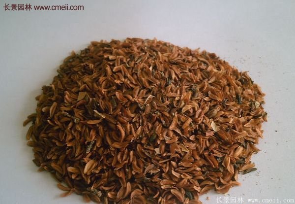 沭陽的連翹市場(chǎng)