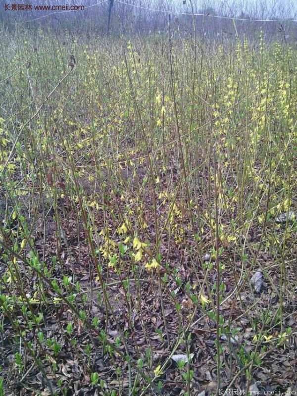 沭陽的連翹市場(chǎng)